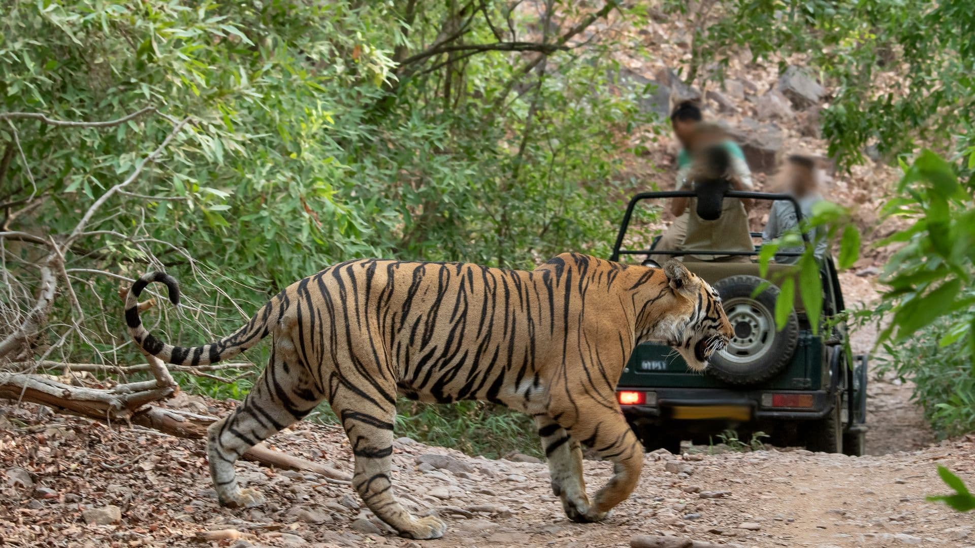 Ranthambore National Park with Agra