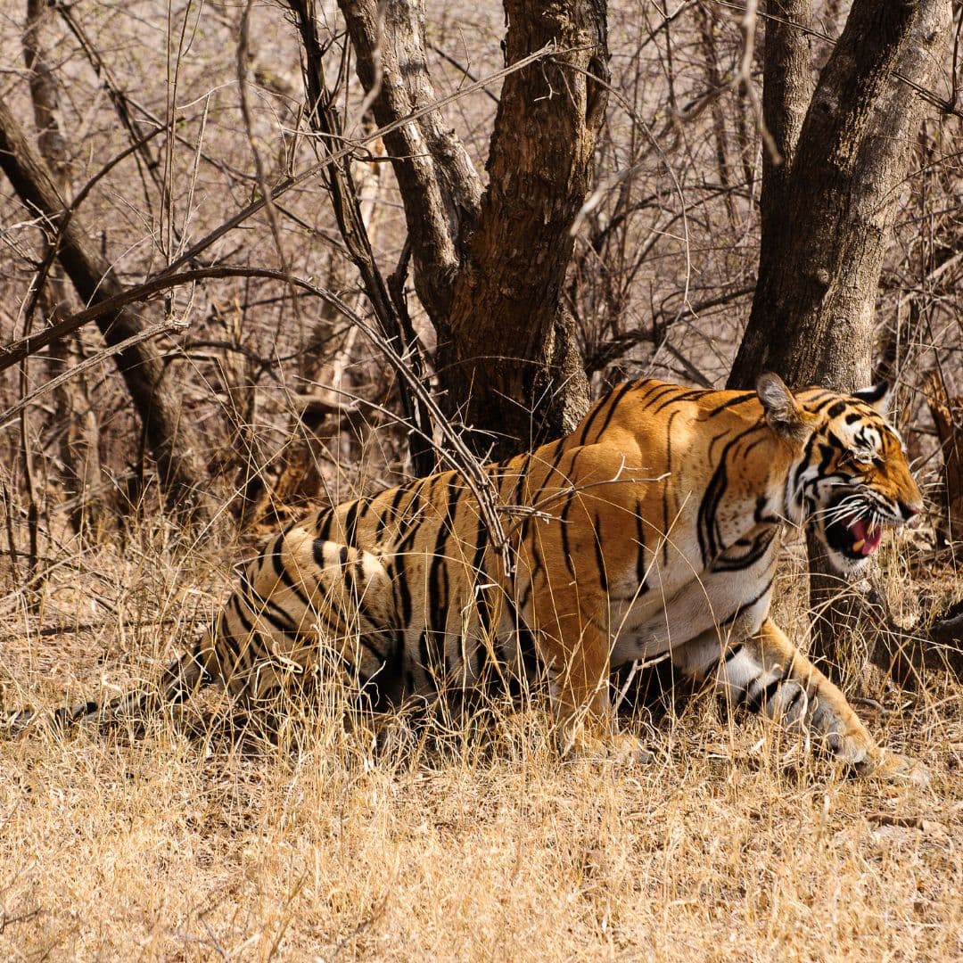 Ranthambore